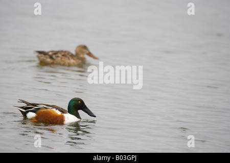 Le Canard souchet (Anas clypeata) Canards Banque D'Images