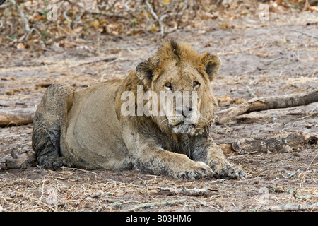 Old male lion (Panthera leo) dans Katavi National Park, Tanzania, Africa Banque D'Images