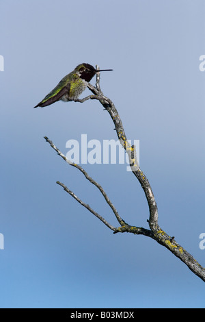 Anna's Hummingbird (Calypte anna) Banque D'Images