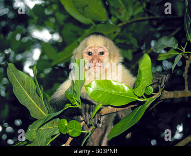 Un capucin face blanc également appelé à gorge blanche singe capucin dans une forêt tropicale dans les hautes-terres du Nicaragua Banque D'Images