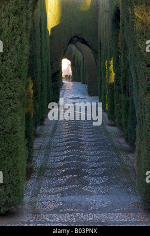 Chemin de galets bordés d'arbres dans les nouveaux jardins du Generalife - désigné Site du patrimoine mondial de l'UNESCO, ville de Grenade Banque D'Images