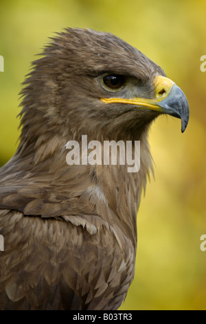 Steppenadler Steppenadler aquila nipalensis steppe eagle Eagle steppe de l'Est Banque D'Images