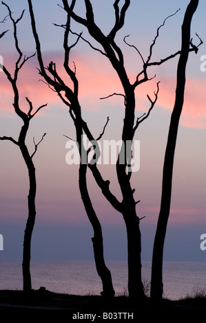 Hêtre avec coucher du soleil dans l', 'Gespensterwald Nienhagen, mer Baltique, Allemagne Banque D'Images