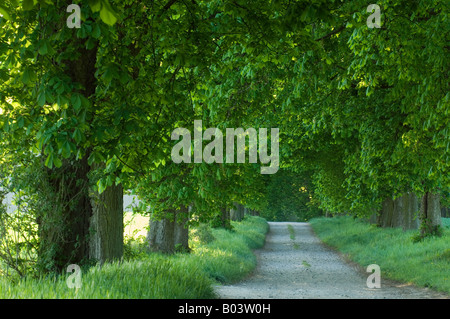 Buckeye avenue des Marronniers dans Mecklenburg Vorpommern Allemagne Banque D'Images