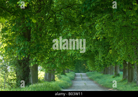 Buckeye avenue des Marronniers dans Mecklenburg Vorpommern Allemagne Banque D'Images