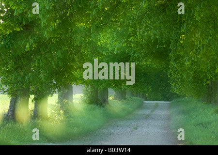 Buckeye avenue des Marronniers dans Mecklenburg Vorpommern Allemagne Banque D'Images