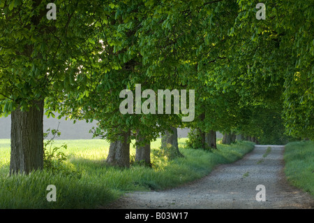 Buckeye avenue des Marronniers dans Mecklenburg Vorpommern Allemagne Banque D'Images