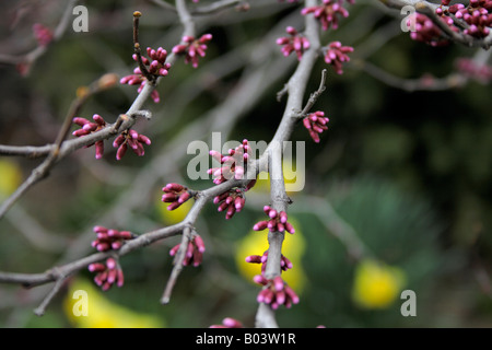 La formation de fleurs sur une branche de bush - lishui, vert et jaune. Banque D'Images