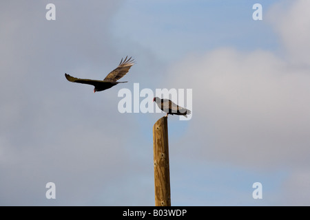 Urubu à tête rouge (Cathartes aura) en vol Banque D'Images