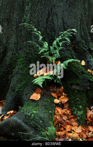 La société dryoptersis wurmfarn wurmfarn felix mas bois fougères Wurmfarn une Buche Banque D'Images