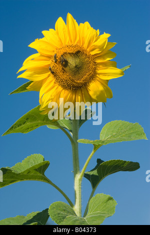 Des fleurs de tournesol avec une abeille domestique Apis mellifera à la recherche de nectar Baden Württemberg Allemagne Banque D'Images