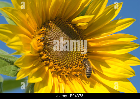 Des fleurs de tournesol avec une abeille domestique Apis mellifera à la recherche de nectar Baden Württemberg Allemagne Banque D'Images