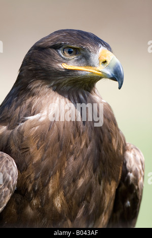 Steppenadler Steppenadler aquila nipalensis steppe eagle Eagle steppe de l'Est Banque D'Images