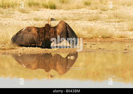 Weissrueckengeier gyps africanus vautour blanc Banque D'Images