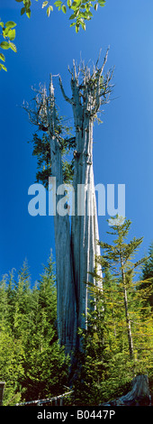 Groesster phicata Thyja Red Cedar Tree Nationalpark Olympique USA Banque D'Images
