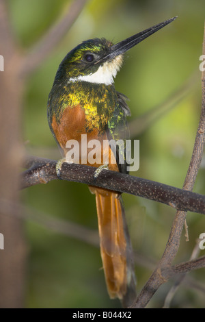 Glanzvogel rotschwanz galbula ruficauda jacamar à queue roux Llanos de l'Orénoque au Venezuela Banque D'Images