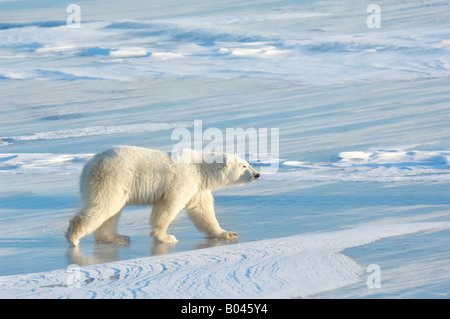 Ours polaire sur la glace Banque D'Images