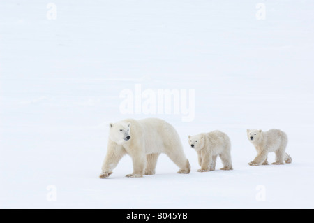 L'ours polaire avec oursons Banque D'Images