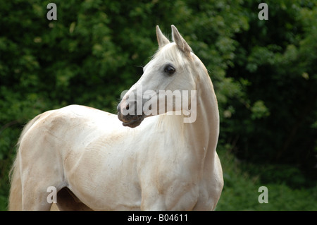 Schimmelpferd Schimmel gris cheval gris cheval Cheval blanc Banque D'Images