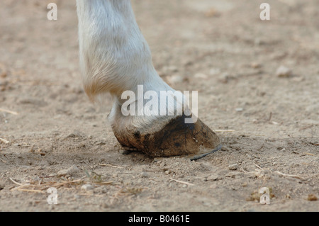 Schimmelpferd Schimmel gris cheval gris cheval Cheval blanc Banque D'Images