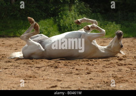 Schimmelpferd Schimmel gris cheval gris cheval Cheval blanc Banque D'Images