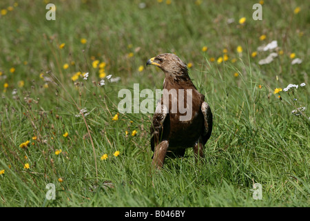 Schreiadler Schreiadler pomarina aigle pomarin Aquila pomarina aigle pomarin européenne Banque D'Images