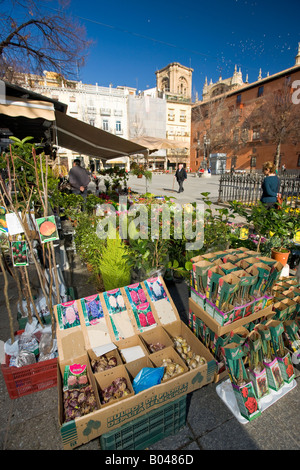 Les étals du marché aux fleurs à Plaza Bib-Rambla, ville de Grenade, Province de Grenade, Andalousie, Espagne (Andalousie), l'Europe. Banque D'Images