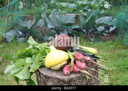 Légumes biologiques fraîchement cueillis Banque D'Images