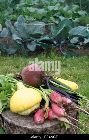 Légumes biologiques fraîchement cueillis Banque D'Images