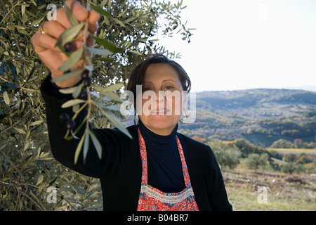 Femme italienne cueillette des olives Banque D'Images