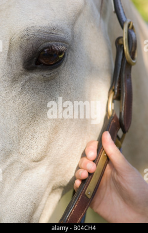 Gros plan sur une tête de cheval Banque D'Images