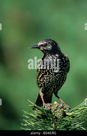 Starling Sturnus vulgaris perché sur le sommet d'une petite branche de sapin dans un jardin à Lilleshall Shropshire England UK Europe Banque D'Images