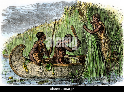 Rassemblement des femmes autochtones d'Amérique par battage du riz sauvage dans leur canot. À la main, gravure sur bois Banque D'Images