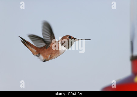 Colibri roux, homme Banque D'Images