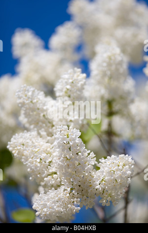 Close-up de lilas lilas (Syringa) blooming Banque D'Images