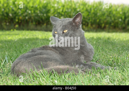 Chat chartreux - lying on meadow Banque D'Images