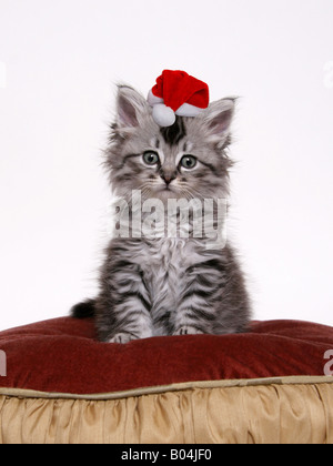 Une adorable expression sur un mignon chaton tabby assis sur un coussin rouge et or avec un chapeau de Père Noël sur sa tête Banque D'Images