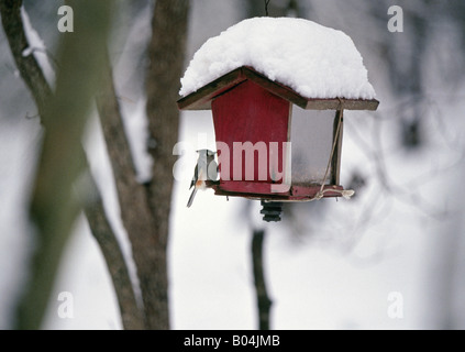 La neige se trouve au sommet d'une cabane à proximité et les branches d'arbres comme un petit oiseau chanteur se percher dans une forêt de feuillus à Hot Springs, Arkansas. Banque D'Images