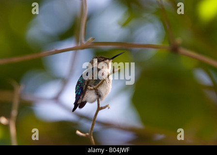Colibri d'(Mellisuga helenae) Zapata swamp, Cuba. Bee les colibris sont les plus petits oiseaux du monde. Banque D'Images