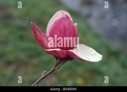 Magnoliacea - Magnolia - Magnolia Denudata Nigra Banque D'Images