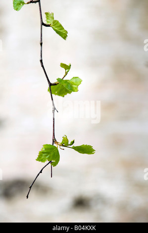 Le Betula platyphylla. Bouleau blanc japonais / bouleau blanc asiatique les feuilles des arbres au printemps. UK Banque D'Images