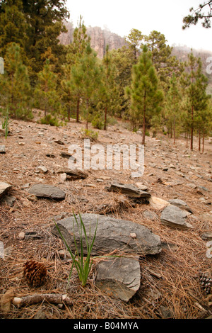 Scène de la forêt de pins à Ténérife Banque D'Images
