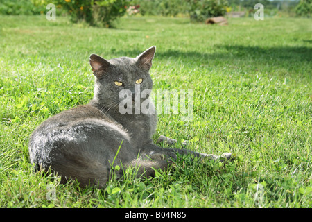 Chat chartreux - lying on meadow Banque D'Images