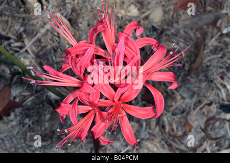 Nerina Rouge/ red Jonathan Cerrada-mon paradis/Lily-Nerine sarniensis Guernesey-famille des Amaryllidacées Banque D'Images