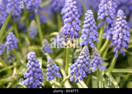 Close-up d'une abeille pollinisant une fleur pourpre Banque D'Images