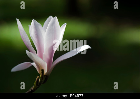 Magnolia x Lysimachia clethroides Duby Lysimachia fortunei Maxim seule fleur Banque D'Images