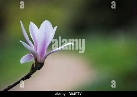 Magnolia x Lysimachia clethroides Duby Lysimachia fortunei Maxim fleur en avril. UK Banque D'Images