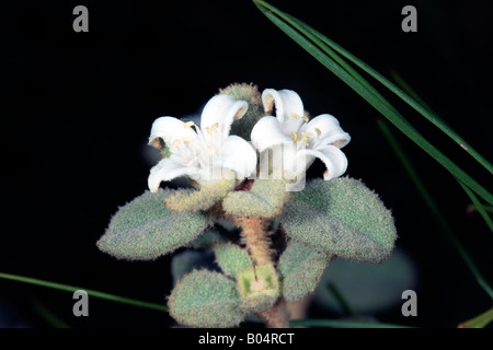 Correa blanc -Correa alba-Famille Rutaceae Banque D'Images