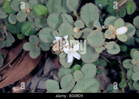 Le miel blanc Correa et Bee-Correa alba et Apis mellifera-Famille Rutaceae Banque D'Images