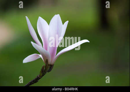 Magnolia x Lysimachia clethroides Duby Lysimachia fortunei Maxim seule fleur Banque D'Images